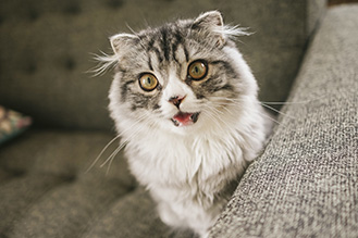 ねこ